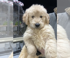 Goldendoodle Puppy for sale in CAPE CORAL, FL, USA