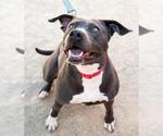 Small #1 American Pit Bull Terrier Mix