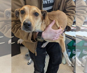 Mutt Dogs for adoption in La Porte, IN, USA