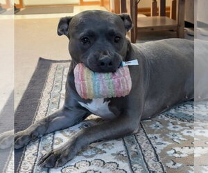 Grayson - Male American Staffordshire Terrier-Unknown Mix Dog for Adoption - Photo #2