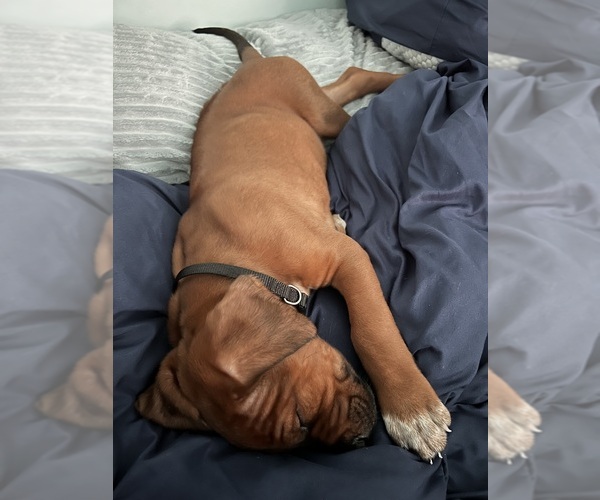 Medium Photo #11 Rhodesian Ridgeback Puppy For Sale in MURFREESBORO, TN, USA