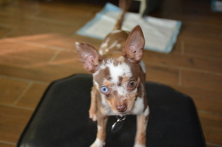 Chihuahua Puppy for sale in CARLETON, MI, USA