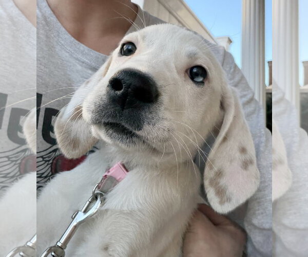 Medium Photo #1 Bluetick Coonhound-Great Pyrenees Mix Puppy For Sale in Staten Island, NY, USA