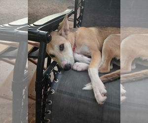 Riley - Female Mutt Dog for Adoption - Photo #2