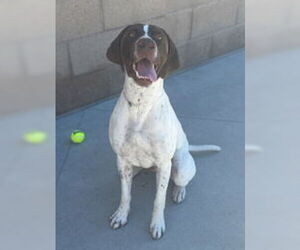 Medium German Shorthaired Pointer
