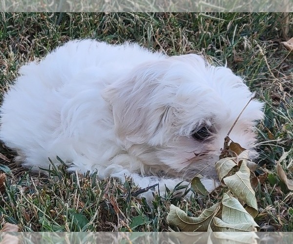 Medium Photo #5 Zuchon Puppy For Sale in SHAWNEE, KS, USA