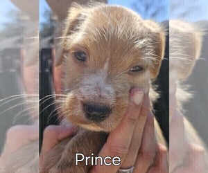American Pit Bull Terrier-Poodle (Standard) Mix Puppy for sale in FRANKLINTON, LA, USA