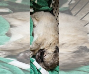 Pekingese Puppy for sale in PITTSTOWN, NJ, USA