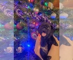 Puppy Betty Bear Pug