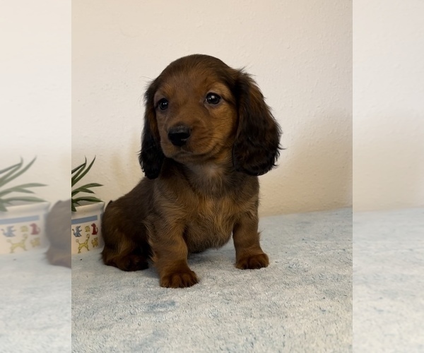 Medium Photo #1 Dachshund Puppy For Sale in FRANKLIN, IN, USA