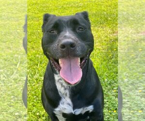 American Pit Bull Terrier Dogs for adoption in Virginia Beach, VA, USA