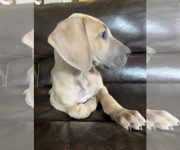 Medium Photo #30 Great Dane Puppy For Sale in CLOVER, SC, USA