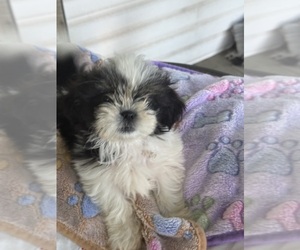 Shih Tzu Puppy for sale in CANTONMENT, FL, USA