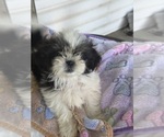 Small Shih Tzu