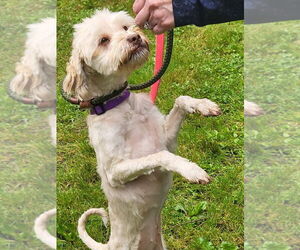 Havanese Dogs for adoption in Ellijay, GA, USA