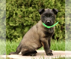 Belgian Malinois Puppy for sale in RONKS, PA, USA