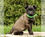 Small Belgian Malinois