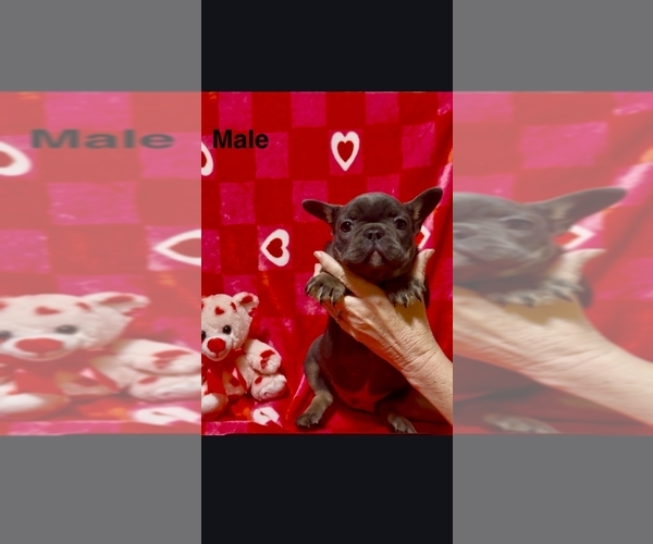 Medium Photo #3 French Bulldog Puppy For Sale in FAIRVIEW, MO, USA