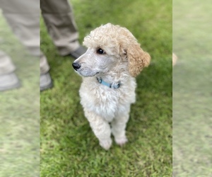 Poodle (Standard) Dogs for adoption in OCEAN PARK, WA, USA