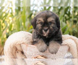 Schnau-Tzu Puppy for sale in SYRACUSE, IN, USA