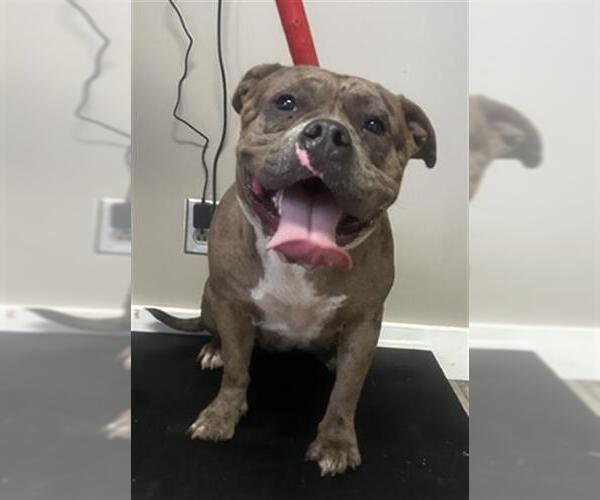 Medium Photo #1 American Pit Bull Terrier Puppy For Sale in Redlands, CA, USA