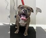 Small American Pit Bull Terrier