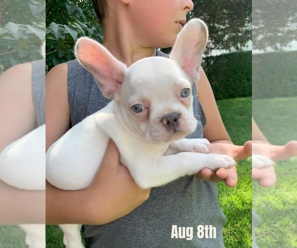Medium Photo #1 French Bulldog Puppy For Sale in BREMEN, IN, USA