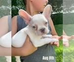 Puppy Princess White French Bulldog