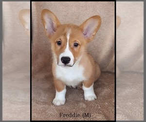 Pembroke Welsh Corgi Puppy for sale in MANSFIELD, MO, USA