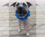 Small #13 Siberian Husky Mix