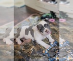 Small Photo #2 American Bully Puppy For Sale in TEMECULA, CA, USA