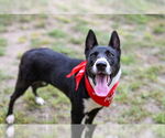 Small #1 American Pit Bull Terrier-Collie Mix