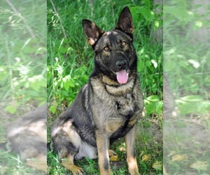 Father of the German Shepherd Dog puppies born on 08/14/2026