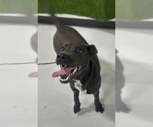 Labrador Retriever-Unknown Mix Dogs for adoption in Temple, TX, USA