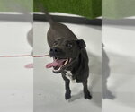 Small Labrador Retriever Mix