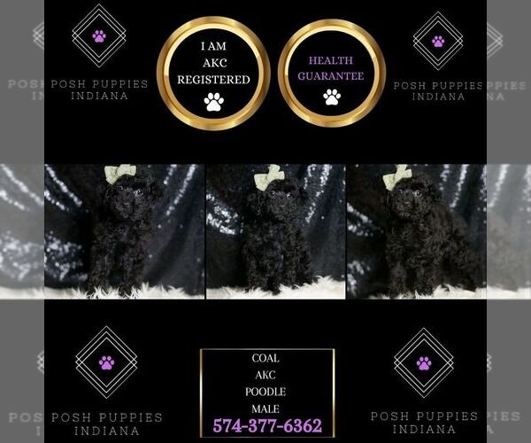 Medium Photo #7 Poodle (Toy) Puppy For Sale in WARSAW, IN, USA
