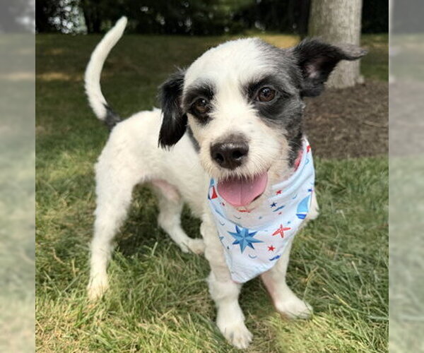 Medium Photo #5 Lhasa Apso-Parson Russell Terrier Mix Puppy For Sale in Arlington, VA, USA