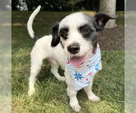 Small #4 Lhasa Apso-Parson Russell Terrier Mix