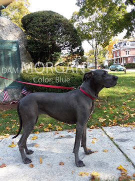 Medium Photo #1 Great Dane Puppy For Sale in DANIELSON, CT, USA