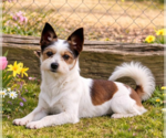 Small Mutt