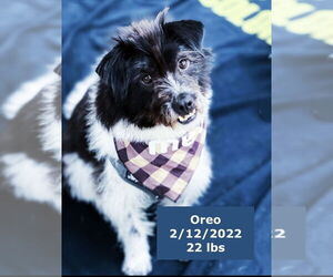 Oreo - Male Australian Shepherd-Unknown Mix Dog for Adoption - Photo #3