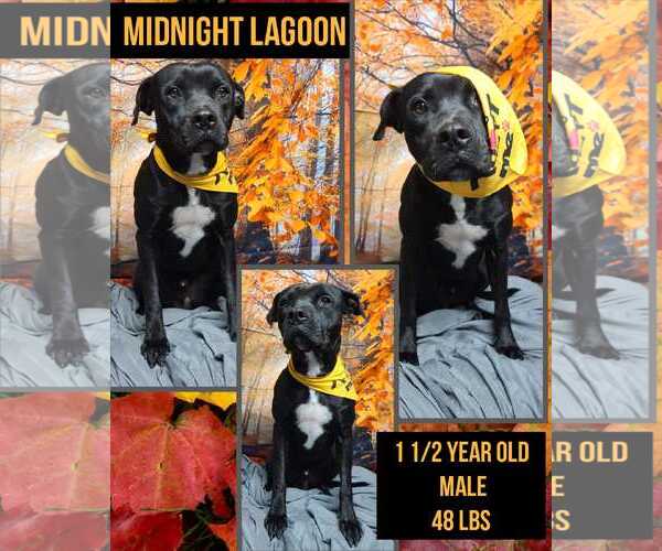 Medium Photo #16 American Staffordshire Terrier-Unknown Mix Puppy For Sale in Minneapolis, MN, USA