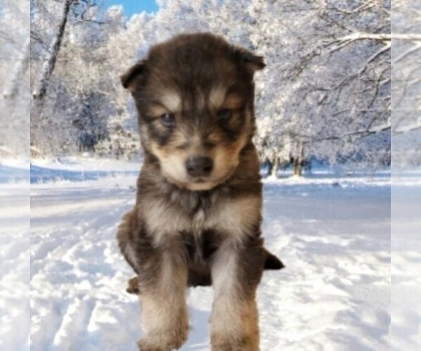 Medium Photo #7 Wolf Hybrid Puppy For Sale in BYBEE, TN, USA