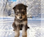 Small Photo #7 Wolf Hybrid Puppy For Sale in BYBEE, TN, USA