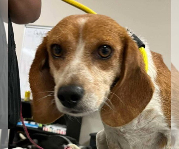 Medium Photo #1 Beagle Puppy For Sale in Canton, CT, USA