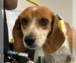 Small Beagle