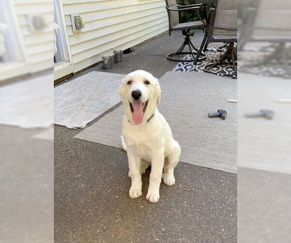 Medium Photo #11 Great Pyrenees Puppy For Sale in Spring, TX, USA