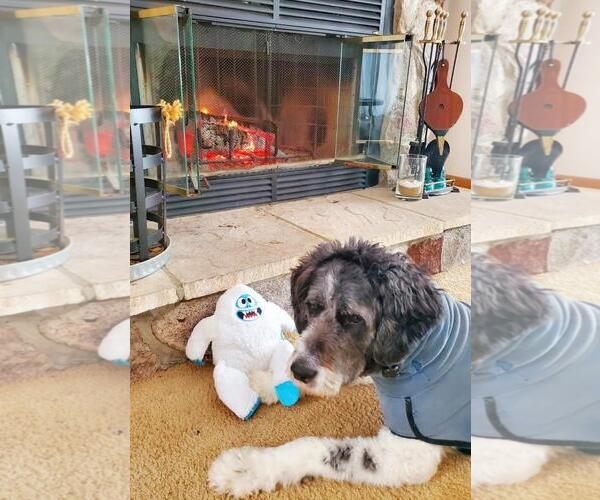 Medium Photo #2 Akitapoo Puppy For Sale in Rootstown, OH, USA