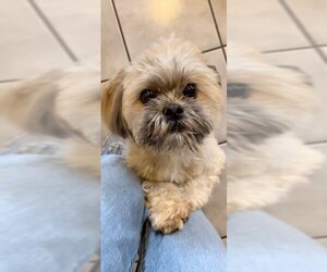 Geoffrey David - Male Shih Tzu Dog for Adoption - Photo #4