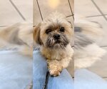 Small Photo #4 Shih Tzu Puppy For Sale in Weston, FL, USA